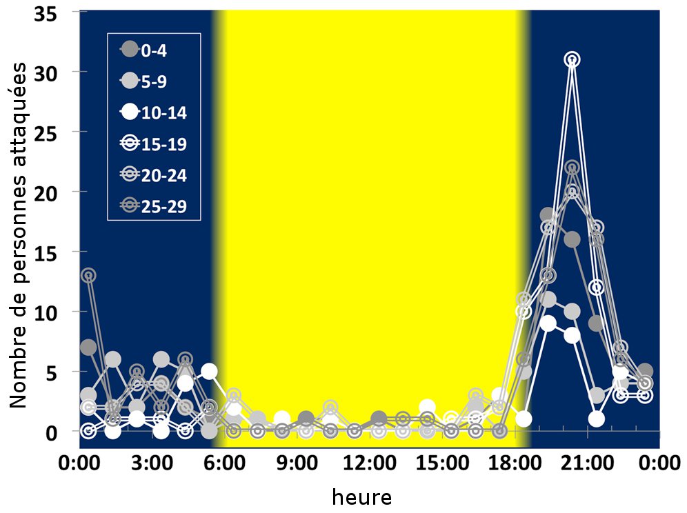 Les lions attaquent les Hommes après la pleine lune
